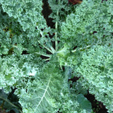 Dwarf Blue Curled Vates Kale (Brassica oleracea)
