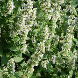 Catnip (Nepeta cataria)