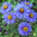 Eastern Pollinator Mix, Flower Seeds