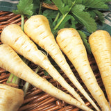 Hollow Crown Parsnip (Pastinaca sativa)