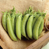 Cascadia Snap Pea, Edible Pod Snap Pea (Pisum sativum)