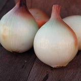 Walla Walla Onion, Long-Day (Allium cepa)