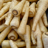 Harris Model Parsnip (Pastinaca sativa)