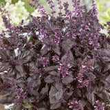 Basil, Red Rubin (Ocimum basilicum)