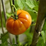 Brandywine Yellow, Standard (Slicing) Tomato (Lycopersicon esculentum)