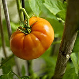 Brandywine Yellow , Standard (Slicing) Tomato (Lycopersicon esculentum)