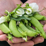 Sugar Ann Pea, Edible Pod Snap Pea (Pisum sativum)