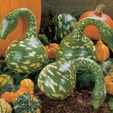 Speckled Swan Gourd (Cucurbita pepo)