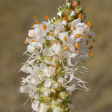 High Plains Native Mix