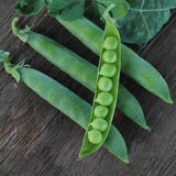 Green Arrow Garden Pea (Pisum sativum)