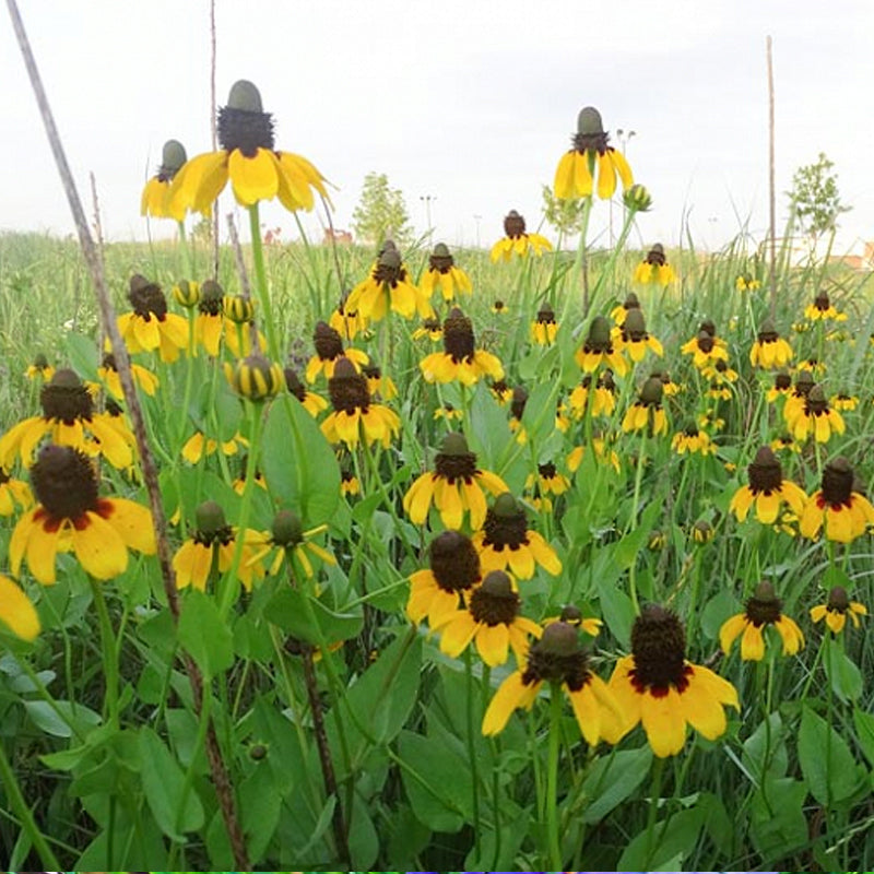native southeast wildflower seed mix Southeast Native Mix 10 lb