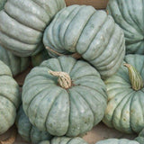 Jarradale Blue Pumpkin (Cucurbita maxima)