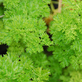 Parsley, Triple Curled (Petroselinum crispum)