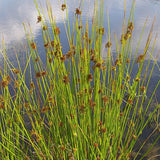 Detention Basin Mix, Grass and WildFlower Seeds