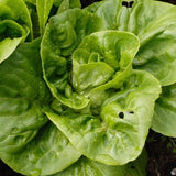 Little Gem Cos, Romaine Lettuce (Lactuca sativa)