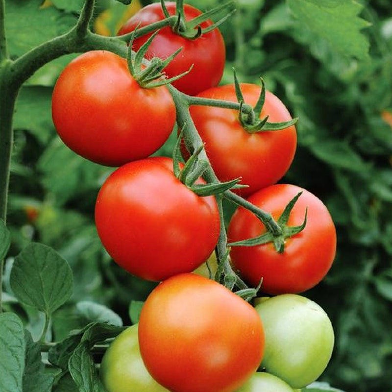 Floradade Tomato, Standard (Slicing) Tomato (Lycopersicon esculentum)