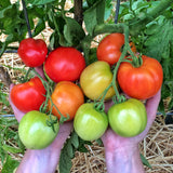 Early Girl F1 Hybrid, Standard (Slicing) Tomato (Lycopersicon esculentum)