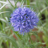 Intermountain Native Mix