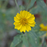 High Plains Native Mix