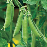 Early Frosty Garden Pea (Pisum sativum)