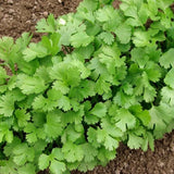 Cilantro, Long Standing (Coriandrum sativum)