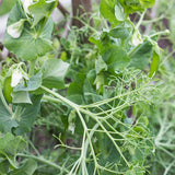 Parsley Garden Pea (Pisum sativum)