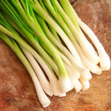 Tokyo Long Onion, Bunching (Allium fistulosum) - Japanese Scallions