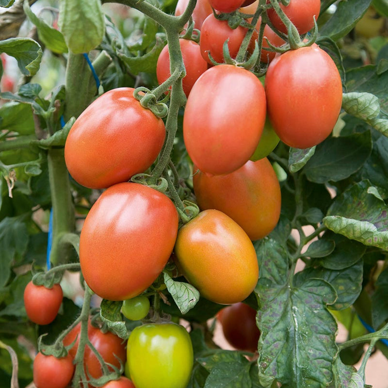Roma Tomato, Roma (Paste) Tomato (Lycopersicon esculentum)