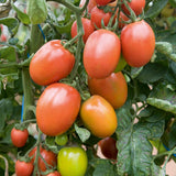 Italian Roma Tomato, Roma (Paste) Tomato (Lycopersicon esculentum)