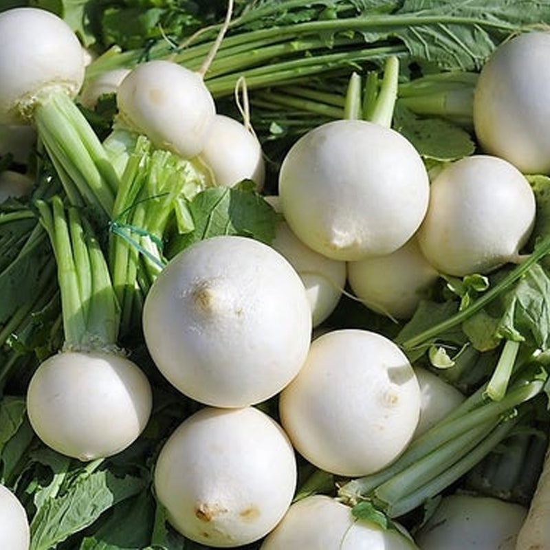 Shogoin Turnip (Brassica rapa)