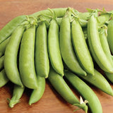 Sugar Daddy Pea, Edible Pod Snap Pea (Pisum sativum)