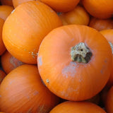 Wee Be Little Pumpkin (Cucurbita maxima)