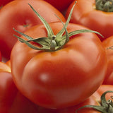 Burpee’s Big Boy F1 Hybrid, Standard (Slicing) Tomato (Lycopersicon esculentum)