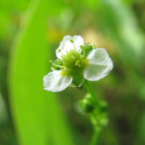 Detention Basin Mix, Grass and WildFlower Seeds