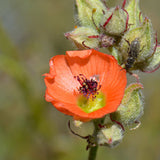 Pollinator Conservation: High Plains Mix