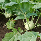 White  Vienna Kohlrabi   (Brassica oleracea)