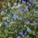 Honey Bee Flower Mix, Flower Seeds