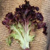 Oakleaf Red , Leaf Lettuce  (Lactuca sativa)