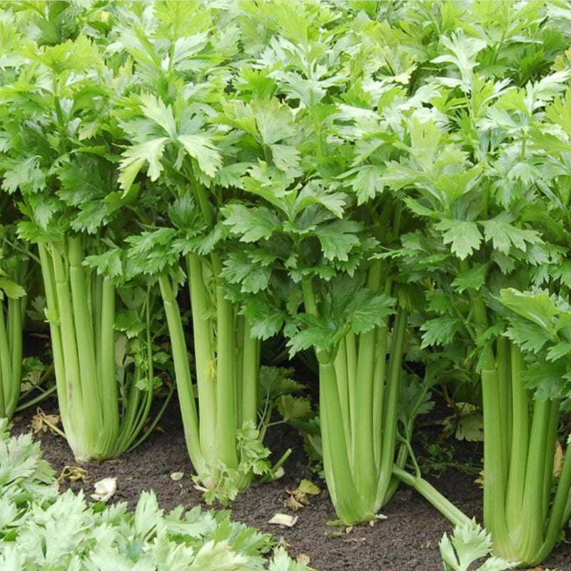 Tall Utah 52-70 Celery  (Apium graveolens)