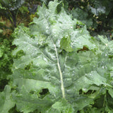 White Russian Kale (Brassica oleracea)