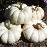 Gooligan PMT F1 Hybrid Pumpkin (Cucurbita maxima)