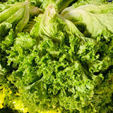 Green Ice, Leaf Lettuce (Lactuca sativa)