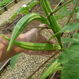 Perkins Long Pod Okra (Abelmoschus esculentus)