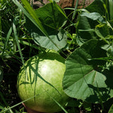 Bushel Gourd (Lagenaria siceraria)