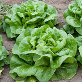 White Boston, Butterhead Lettuce (Lactuca sativa)