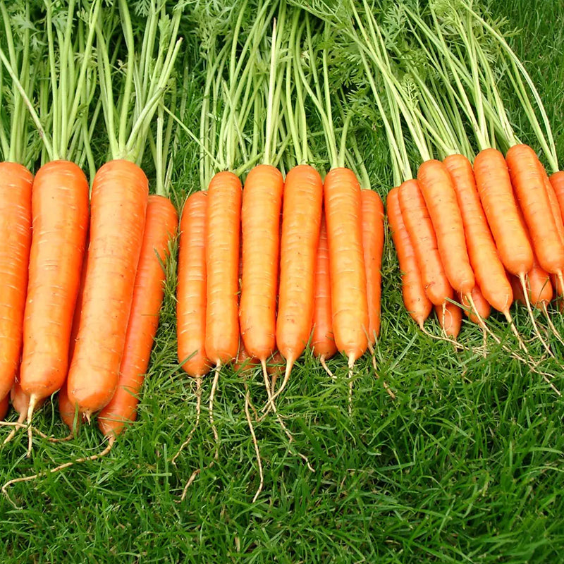 Tendersweet Carrot (Daucus carota)