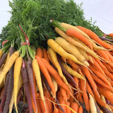 Rainbow Blend Carrot  (Organic) (Daucus carota)