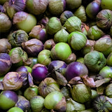 Purple  Tomatillo (Physalis ixocarpa)