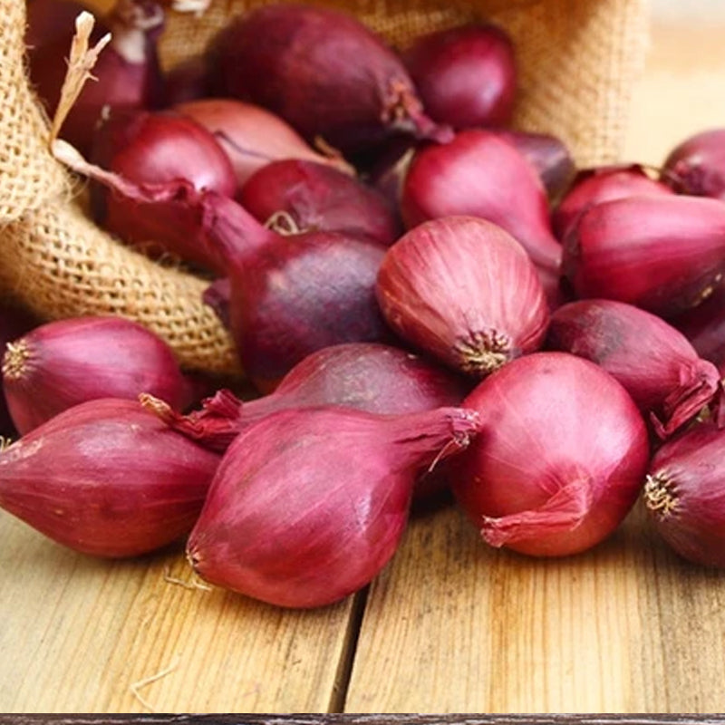 Red Burgundy Onion, Short-Day (Allium cepa)