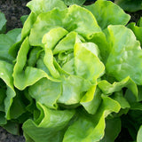 Bibb, Butterhead Lettuce (Lactuca sativa)